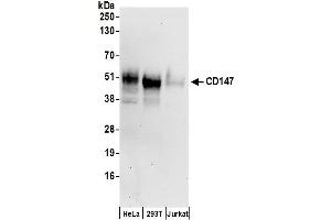 Western Blotting (WB) image for anti-Basigin (Ok Blood Group) (BSG) (AA 200-250) antibody (ABIN7454582)