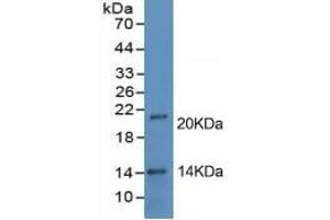 Rabbit Capture antibody from the kit in WB with Positive Control: Human placenta tissue lysate. (PD-L1 ELISA 试剂盒)