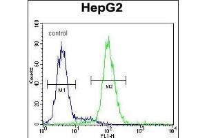 PSMD7 Antibody (C-term) (ABIN650763 and ABIN2839523) flow cytometric analysis of HepG2 cells (right histogram) compared to a negative control cell (left histogram). (PSMD7 抗体  (C-Term))