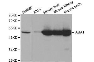 Western Blotting (WB) image for anti-4-Aminobutyrate Aminotransferase (ABAT) antibody (ABIN1876487) (ABAT 抗体)