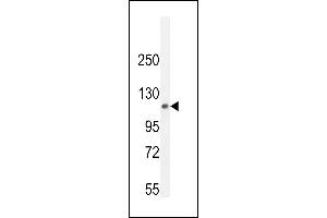 PHF12 Antibody (C-term) (ABIN655082 and ABIN2844716) western blot analysis in mouse lung tissue lysates (35 μg/lane). (PHF12 抗体  (C-Term))