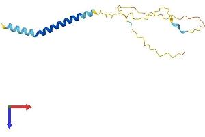 SCIMP Protein (AA 1-145) (His tag)