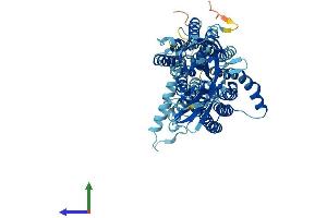 Protein Structure (PS) image for Solute Carrier Family 15 (Oligopeptide Transporter), Member 1 (SLC15A1) (AA 1-709) protein (His tag) (ABIN7561552)