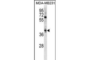 ATOH1 Antibody (C-term) (ABIN1881085 and ABIN2839053) western blot analysis in MDA-M cell line lysates (35 μg/lane). (ATOH1 抗体  (C-Term))
