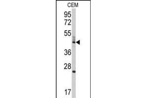 Western blot analysis of anti-BCL2L13 Antibody (Center) (ABIN392361 and ABIN2841998) in CEM cell line lysates (35 μg/lane). (BCL2L13 抗体  (AA 197-225))