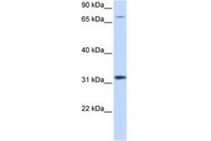 Image no. 1 for anti-Zinc Finger Protein 799 (ZNF799) (AA 261-310) antibody (ABIN6744479) (ZNF799 抗体  (AA 261-310))