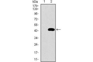 Western Blotting (WB) image for anti-Mitochondrial Ribosomal Protein L42 (MRPL42) (AA 142-203) antibody (ABIN1844266) (MRPL42 抗体  (AA 142-203))