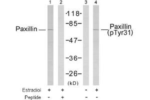 Image no. 1 for anti-Paxillin (PXN) (Tyr31) antibody (ABIN197425) (Paxillin 抗体  (Tyr31))