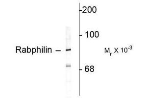 Image no. 1 for anti-Rabphilin 3A (RPH3A) (C-Term) antibody (ABIN372709) (RPH3A 抗体  (C-Term))