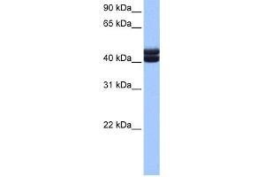 WB Suggested Anti-GSG1 Antibody Titration: 0. (GSG1 抗体  (C-Term))