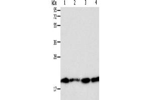 Western Blotting (WB) image for anti-Second Mitochondria-Derived Activator of Caspase (DIABLO) antibody (ABIN2428719)