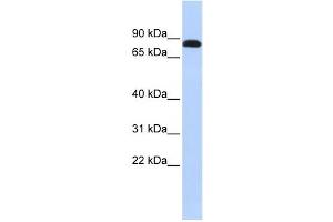 Western Blotting (WB) image for anti-Desmocollin 3 (DSC3) antibody (ABIN2458921) (Desmocollin 3 抗体)