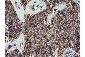 Image no. 1 for anti-Protein Disulfide Isomerase Family A, Member 3 (PDIA3) antibody (ABIN1498107) (PDIA3 抗体)