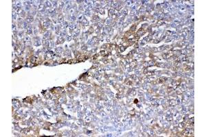 Immunohistochemistry (IHC) image for anti-Paraoxonase 1 (PON1) antibody (ABIN5647230)