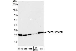 Western Blotting (WB) image for anti-Transmembrane Emp24-Like Trafficking Protein 10 (TMED10) (AA 25-75) antibody (ABIN7453220) (TMED10 抗体  (AA 25-75))