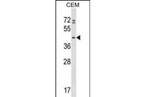 PRKAR1B Antibody (N-term) (ABIN1539464 and ABIN2848837) western blot analysis in CEM cell line lysates (35 μg/lane). (PRKAR1B 抗体  (N-Term))