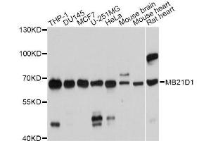 Western blot analysis of extracts of various cell lines, using MB21D1 antibody. (C6orf150 抗体  (AA 350-522))