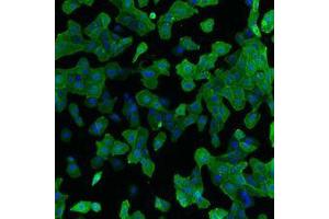 IF detection of human GFRα-2 expressed in U2OS cells. (GFRA2 抗体)