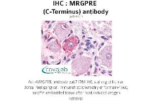 Image no. 1 for anti-MAS-Related GPR, Member E (MRGPRE) (C-Term) antibody (ABIN1737067) (MRGPRE 抗体  (C-Term))