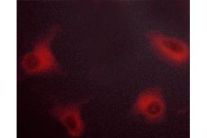 ABIN6267279 staining NIH/3T3 cells by ICC/IF. (RAF1 抗体  (pSer621))
