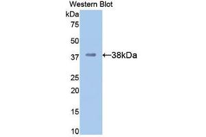 Western blot analysis of recombinant Mouse APOH. (APOH 抗体  (AA 21-345))