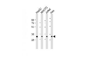 All lanes : Anti-RPS2 Antibody (N-Term) at 1:2000 dilution Lane 1: HepG2 whole cell lysate Lane 2: NIH/3T3 whole cell lysate Lane 3: Jurkat whole cell lysate Lane 4: Hela whole cell lysate Lysates/proteins at 20 μg per lane. (RPS2 抗体  (AA 45-79))