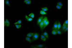 Immunofluorescence staining of HepG2 cells with ABIN7154988 at 1:100, counter-stained with DAPI. (HBG2 抗体  (AA 2-147))