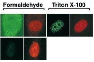 Immunofluorescence (IF) image for anti-Cell Division Cycle 6 Homolog (S. Cerevisiae) (CDC6) (AA 1-326) antibody (ABIN2451939) (CDC6 抗体  (AA 1-326))