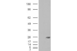 Western Blotting (WB) image for anti-SAR1 Homolog B (SAR1B) (Internal Region) antibody (ABIN2466238) (SAR1B 抗体  (Internal Region))