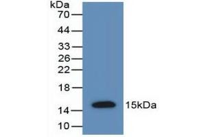 Detection of Recombinant AMH, Rat using Polyclonal Antibody to Anti-Mullerian Hormone (AMH) (AMH 抗体  (AA 447-553))