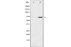 Western blot analysis of SOX-9 phosphorylation expression in NIH-3T3 whole cell lysates,The lane on the left is treated with the antigen-specific peptide. (SOX9 抗体  (pSer181))