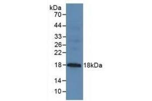 Detection of MUC1 in Mouse Pancreas Tissue using Polyclonal Antibody to Mucin 1 (MUC1) (MUC1 抗体  (AA 1098-1255))