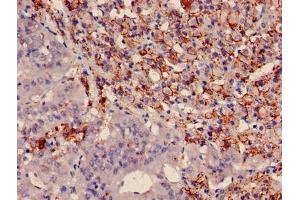Immunohistochemistry of paraffin-embedded human adrenal gland tissue using ABIN7166476 at dilution of 1:100 (PTMA 抗体  (AA 5-110))