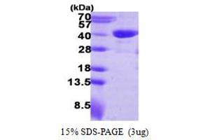 SDS-PAGE (SDS) image for Reticulon 4 Interacting Protein 1 (RTN4IP1) (AA 41-396) protein (His tag) (ABIN667646) (RTN4IP1 Protein (AA 41-396) (His tag))