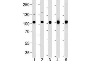 Western blot analysis of lysate from 1) MCF-7, 2) U251, 3) mouse NIH3T3, 4) rat C6 cell line and 5) mouse liver tissue using VCP antibody at 1:1000. (VCP 抗体)