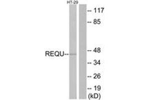 Western blot analysis of extracts from HT-29 cells, using REQU Antibody. (DPF2 抗体  (AA 151-200))