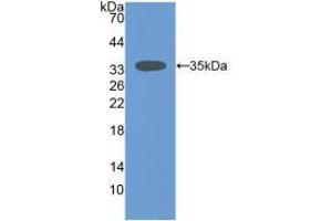Western blot analysis of recombinant Mouse SIRT2. (SIRT2 抗体  (AA 65-340))