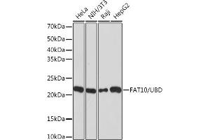 Western blot analysis of extracts of various cell lines, using F/UBD Rabbit mAb (ABIN7271134) at 1:1000 dilution. (UBD 抗体)