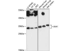 Western blot analysis of extracts of various cell lines, using I antibody (ABIN6133387, ABIN6142110, ABIN6142111 and ABIN6217805) at 1:3000 dilution. (IAH1 抗体  (AA 1-248))