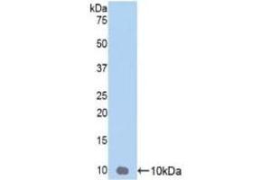 Detection of Recombinant GROg, Human using Polyclonal Antibody to Chemokine (C-X-C Motif) Ligand 3 (CXCL3) (CXCL3 抗体  (AA 35-107))