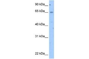 WB Suggested Anti-OCLN Antibody Titration:  2. (Occludin 抗体  (N-Term))
