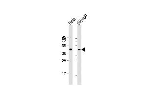 All lanes : Anti-CCNB2 Antibody (Center S92/T94) at 1:1000 dilution Lane 1: Hela whole cell lysate Lane 2: S whole cell lysate Lysates/proteins at 20 μg per lane. (Cyclin B2 抗体  (AA 72-99))