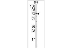 Western blot analysis of anti-MIPEP Antibody in 293 cell line lysates (35ug/lane) (MIPEP 抗体  (AA 307-336))