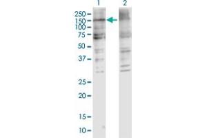 Western Blot analysis of COL5A2 expression in transfected 293T cell line by COL5A2 MaxPab polyclonal antibody. (COL5A2 抗体  (AA 1-1139))