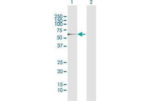 Western Blot analysis of RPS6KB2 expression in transfected 293T cell line by RPS6KB2 MaxPab polyclonal antibody.