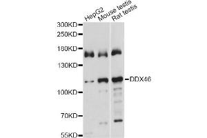 Western blot analysis of extracts of various cell lines, using DDX46 antibody. (DDX46 抗体)