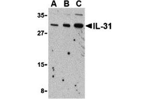 Western Blotting (WB) image for anti-Interleukin 31 (IL31) (N-Term) antibody (ABIN1031414) (IL-31 抗体  (N-Term))
