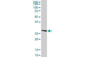 MGC50559 MaxPab polyclonal antibody. (METTL20 抗体  (AA 1-262))