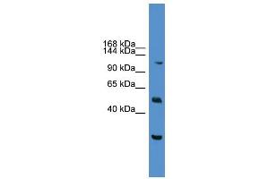 WB Suggested Anti-NFATC2 Antibody Titration:  0. (NFAT1 抗体  (C-Term))