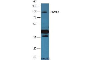 HepG2 lysate probed  at 1:5000 90min in 37˚C. (PIWIL1 抗体  (AA 551-650))
